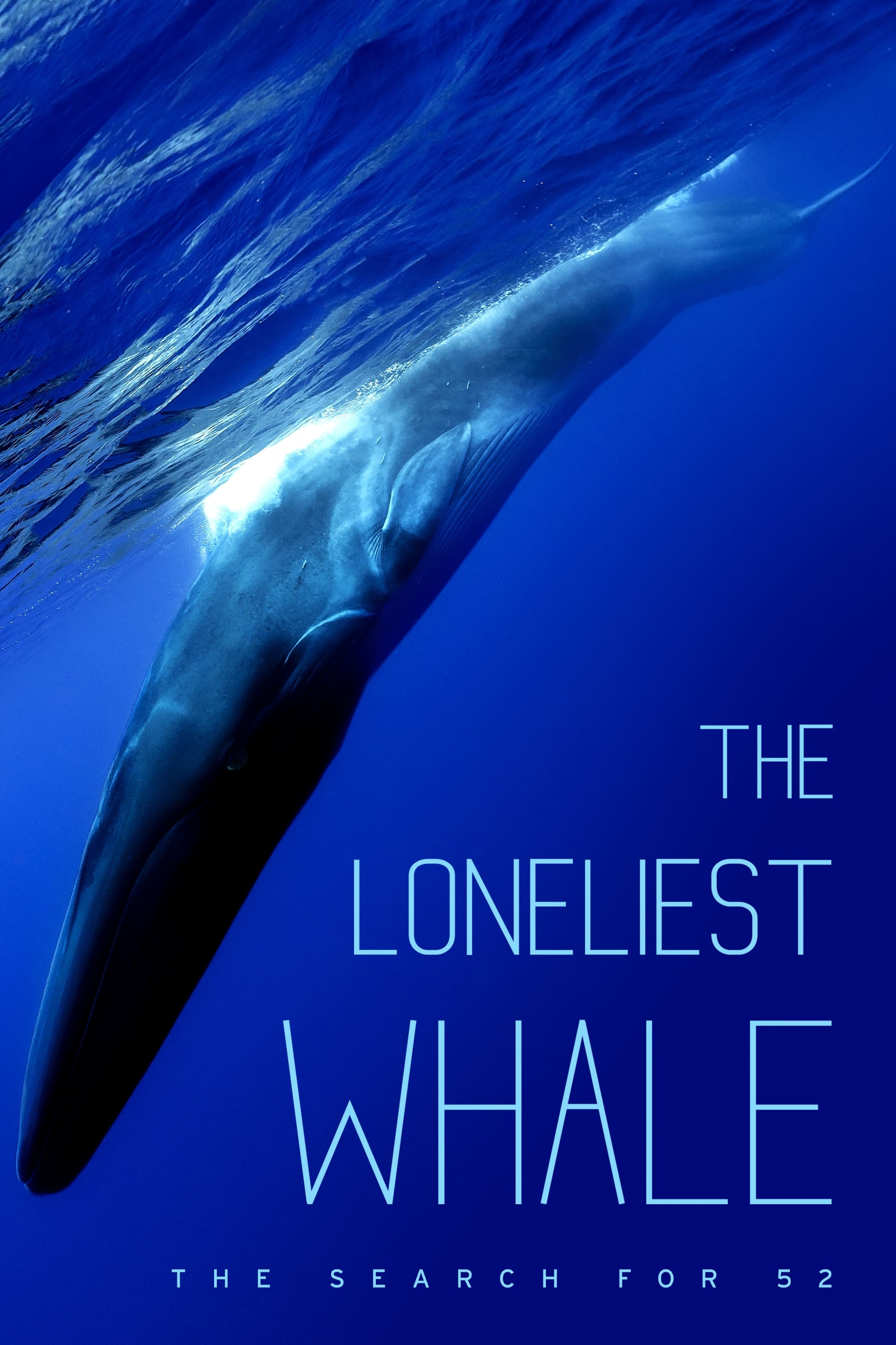The Loneliest Whale The Search For 52